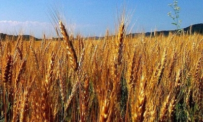نقابة الفلاّحين: محصول الحبوب دون المأمول ولن يتجاوز 4 مليون قنطار