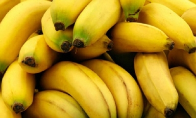 القصرين:  حجز 146كلغ من الموز وإعادة ضخها بالمسالك المنظمة