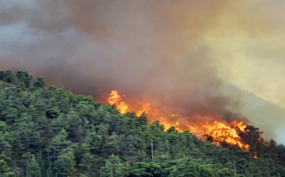 لتقليص حرائق الغابات: إستراتيجية جديدة متبعة