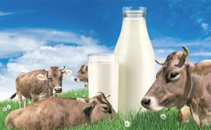 أزمة الحليب بين المربين والمصنعين:  التفريط فـي 30 % مـن القطيـع ونقـص بــ 20 %  على مستوى التجميع.. إجماع على دعم منظومة الانتاج 