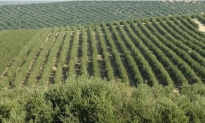 هنشير الشعال