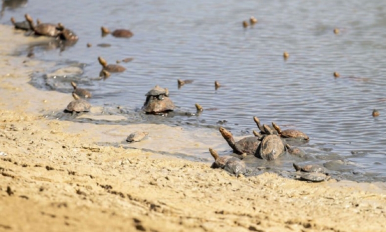انقاذ 26 سلحفاة مياه عذبة من خطر الشح المائي بسد وادي شيبة