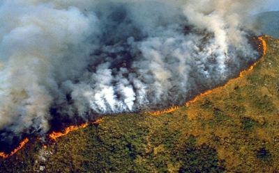 غابات الأمازون تتحترق:  لهذه الأسباب غابات الأمازون مهمة جداً لكل العالـم