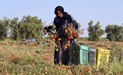 الرفع في تشغيلية النساء في تونس إلى نسبة 35 بالمائة