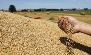 وزير الفلاحة يدعو المزارعين الى الانخراط في مجهودات الدولة لتحقيق الإكتفاء الذاتي في القمح الصلب