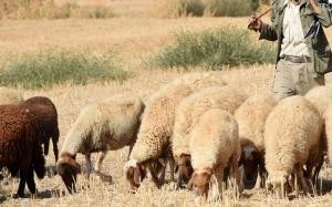 منظمة الدفاع عن المستهلك:  تنصح بـ5 نقاط بيع لشراء الأضاحي