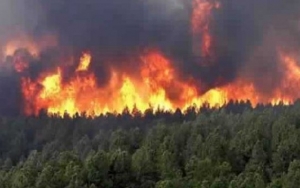 منذ بداية العام الجاري: تونس سجلت 78 حريقا طال المجال الغابي