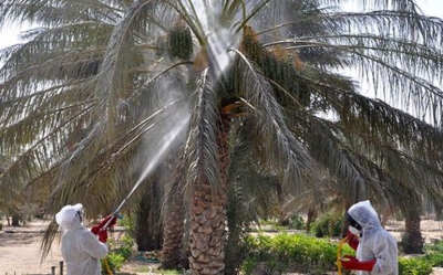 المندوبية الجهوية للتنمية الفلاحية بتوزر: تركيز الجهود خلال الموسم الفلاحي الجديد على مكافحة حشرة عنكبوت الغبار وتوفير 18 طنّا من الكبريت للمداواة