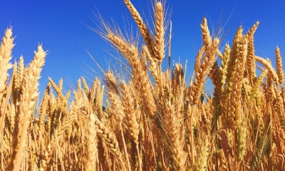 إنخفاض  سعر القمح الصلب بنسبة  33% في أفريل الماضي