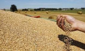 تونس خصصىت 2،4 مليار دينار لتوريد الحبوب خلال 7 أشهر الأولى من 2023