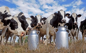 نقص كميات الحليب يدفع وزارة التجارة إلى توريد 10 مليون لتر...واتحاد الفلاحين يرفض ويطالب بالإسراع في ترفيع السعر على مستوى الإنتاج