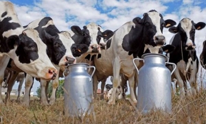 من سينتج الحليب في تونس؟ المنتجون يتخلون عن تربية الأبقار و 85 % من بقية المربين لا يملكون أكثر من 5 رؤوس