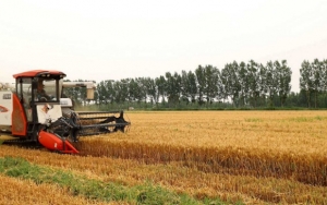 إنتاج القمح في الصين ينخفض 0.9% بسبب أضرار ناجمة عن الأمطار