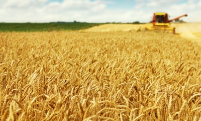 القمح ينخفض بأكثر من 1% مع توقعات بزيادة المعروض بالأسواق‏