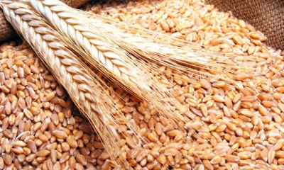 المجلس الدولي للحبوب: اسعار صادرات الحبوب تواصل ارتفاعها بحساب الانزلاق السنوي