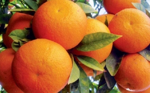 البرتقال المالطي التونسي:  بوادر لفتح السوق الكندية وتواصل دفعات التصدير تجاه السوق الفرنسية بحجم 10 آلاف طن وتحويل 800 طن لعصير مركز