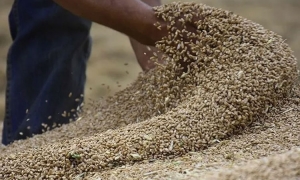 رغم تراجع كلفتها : واردات الحبوب تواصل الصعود وزيادة بأكثر من 170 % بالنسبة للقمح الصلب...
