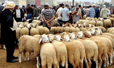شبهات فساد متعلقة بسوق الدواب و السوق الاسبوعية بسيدي بوزيد: إحالة مستلزم على المجلس الجناحي من أجل «التحيل والتهرب الجبائي...»