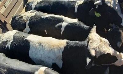 بسبب جنون البقر: دول تحظر استيراد اللحوم البرازيلية