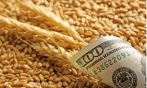 بعد تسجيل ارتفاع في أسعار الحبوب بنسبة 22،4 %: مؤشر منظمة الأغذية والزراعة لأسعار الأغذية يسجل أعلى مستوى له منذ جويلية 2011...