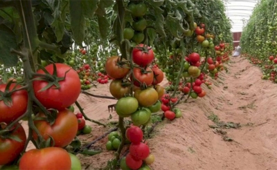 بعد أن سبقتها دعوات في السنوات الماضية:  الاتحاد التونسي للفلاحة والصيد البحري يؤكد على جدية الدعوة يوم 5 جانفي إلى مقاطعة زراعة الطماطم