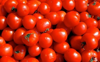 قفصة: تقديرات بإنتاج ما لا يقلّ عن 40 ألف طن من الطماطم الفصلية