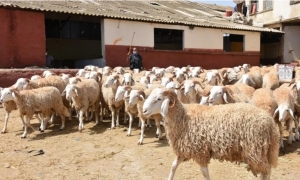 بهدف التحكم في أسعار الأضاحي