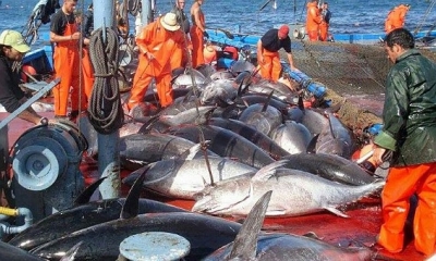 تسجيل فائض في ميزان التجارة الخارجية لمنتوجات الصيد البحري