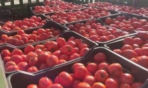 استيفاء الإجراءات القانونية ضدّ وكيل بيع بسوق الجملة امتنع عن بيع الطماطم الطازجة
